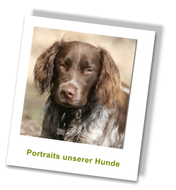 Portraits unserer Hunde